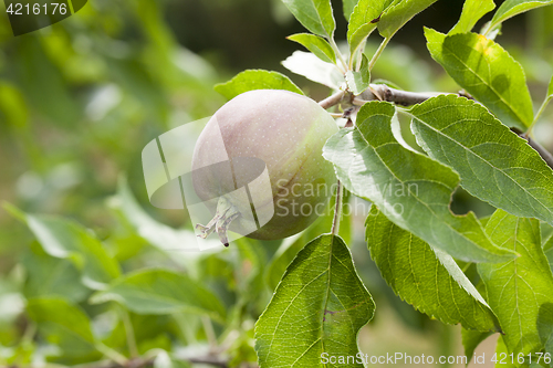 Image of green leaves of apple trees and apples