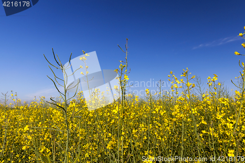 Image of yellow flower rape