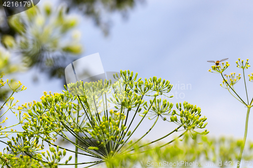 Image of green dill in a field