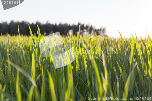 Image of green unripe cereal
