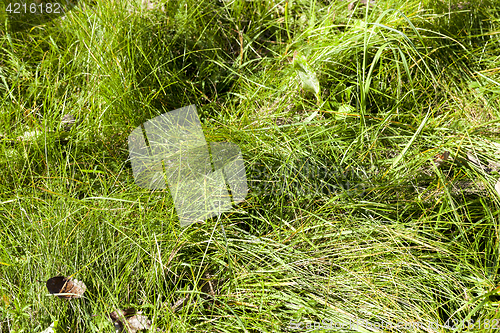 Image of green grass, park