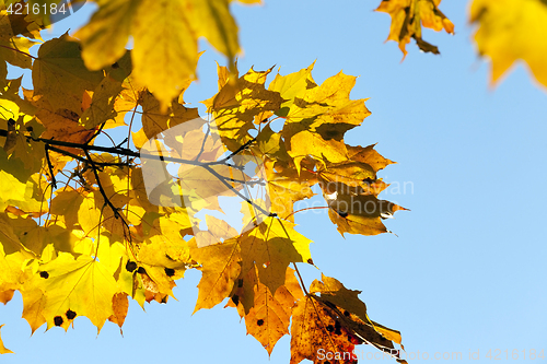 Image of yellowed maple trees in the fall