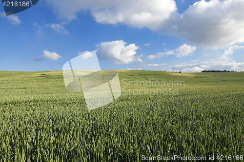 Image of Field with cereal