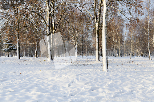 Image of trees in winter forest