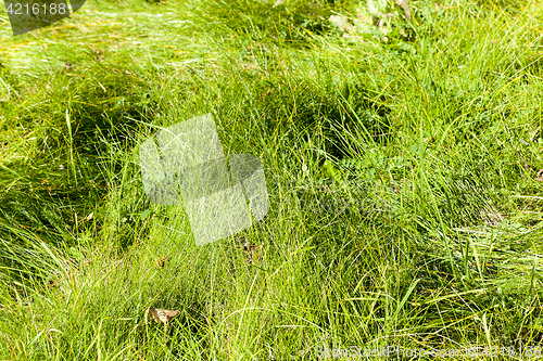 Image of green grass, park