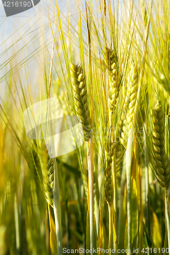 Image of immature green grass