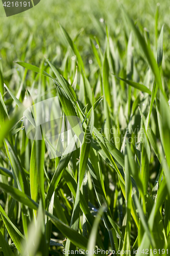 Image of Field with cereal