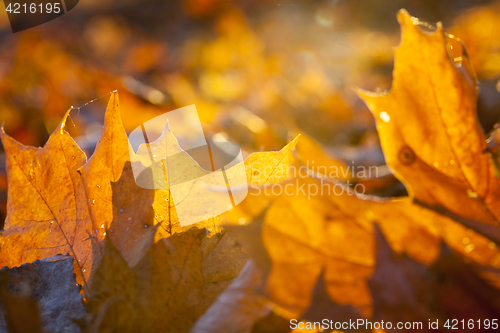 Image of The fallen maple leaves