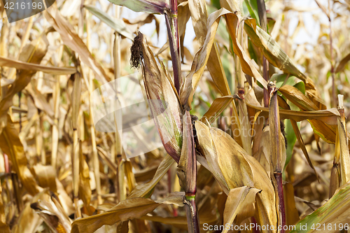 Image of Ripe yellow corn