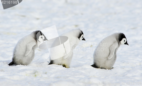 Image of Emperor Penguins chicks