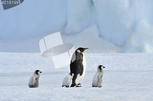 Image of Emperor Penguins with chick