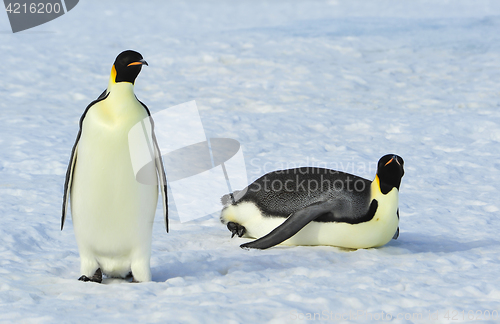 Image of Two Emperor Penguins on the snow