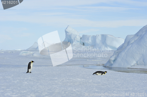 Image of Two Emperor Penguins on the snow