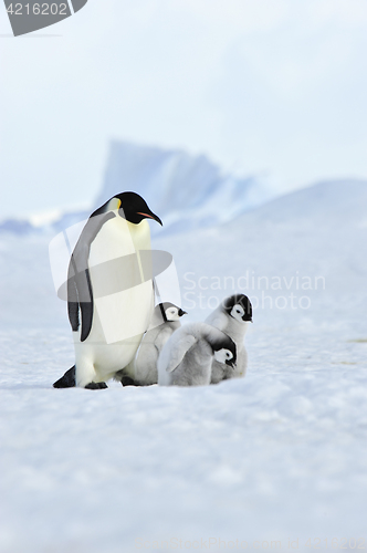 Image of Emperor Penguins with chick