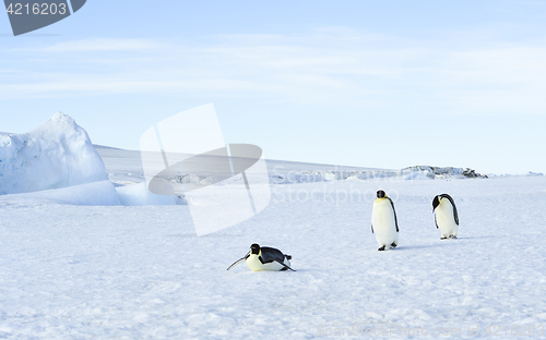 Image of Three Emperor Penguins on the snow