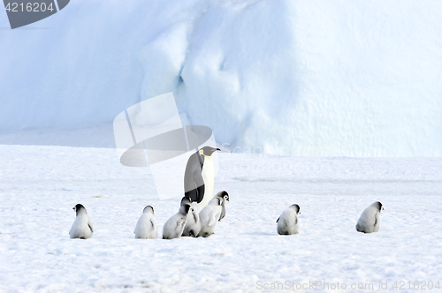 Image of Emperor Penguins with chick