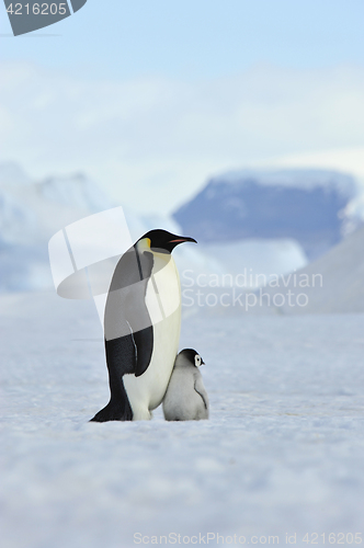 Image of Emperor Penguins with chick