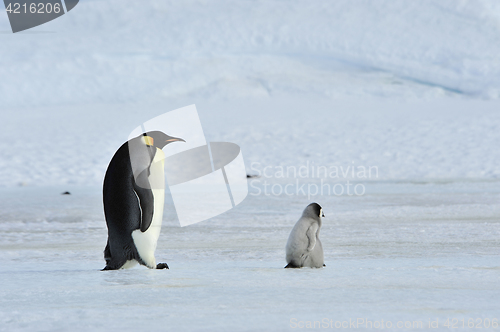 Image of Emperor Penguins with chick