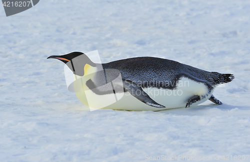 Image of Emperor Penguin on the snow