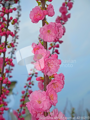 Image of Pink sakura blossoming