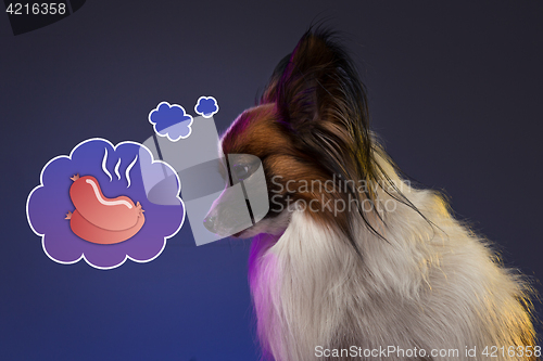 Image of Studio portrait of a small yawning puppy Papillon