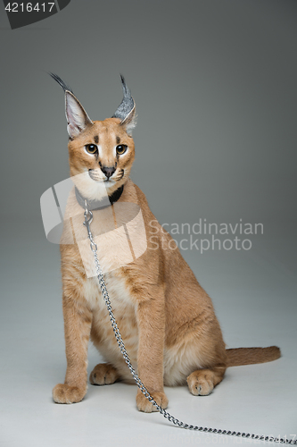 Image of Beautiful caracal lynx sitting over grey background