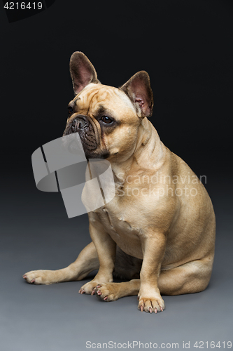 Image of Beautiful french bulldog dog