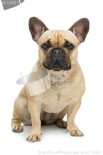 Image of Beautiful french bulldog dog