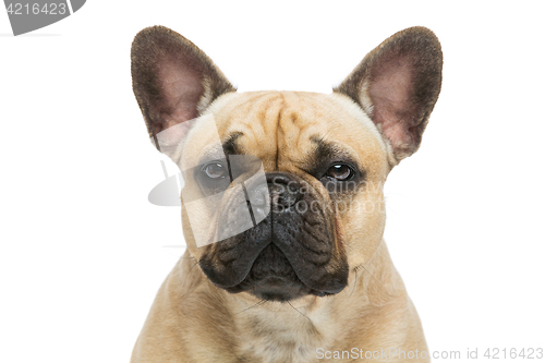 Image of Beautiful french bulldog dog