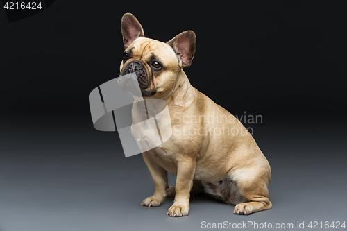 Image of Beautiful french bulldog dog