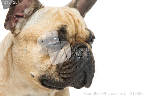 Image of Beautiful french bulldog dog