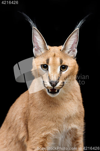 Image of Beautiful caracal lynx over black background