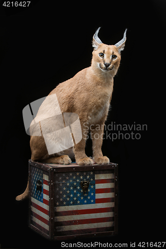 Image of Beautiful caracal lynx over black background