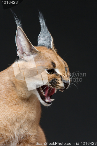 Image of Beautiful caracal lynx over black background