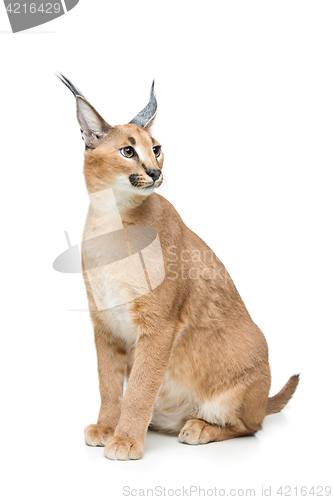 Image of Beautiful caracal lynx isolated on white