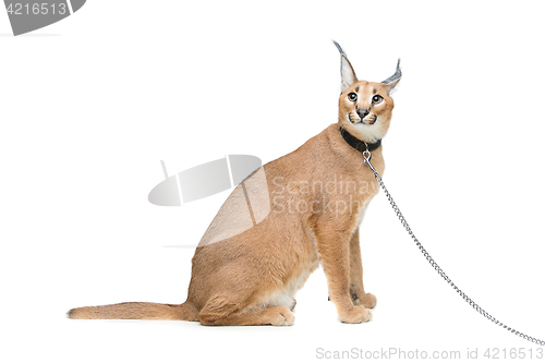 Image of Beautiful caracal lynx isolated on white