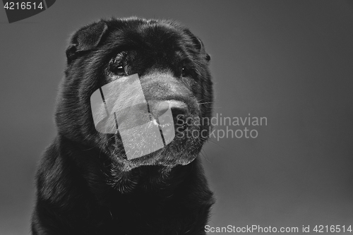 Image of Beautiful black shar pei dog over grey background 