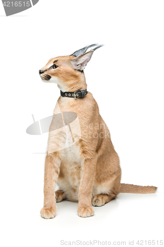 Image of Beautiful caracal lynx isolated on white