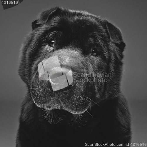Image of Beautiful black shar pei dog over grey background 