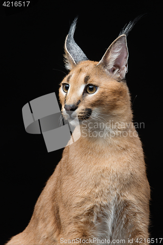 Image of Beautiful caracal lynx over black background