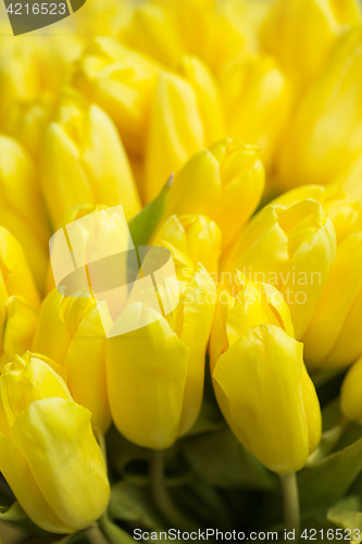 Image of Crimson tulip flower on background