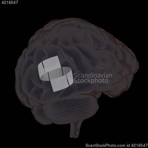 Image of 3D illustration of human brain