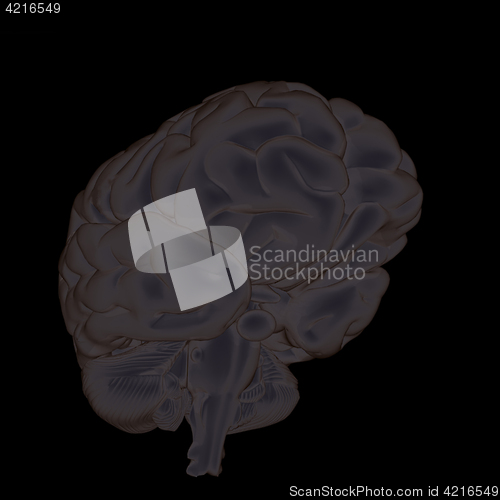 Image of 3D illustration of human brain