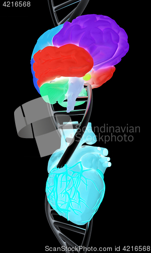 Image of DNA, brain and heart. 3d illustration