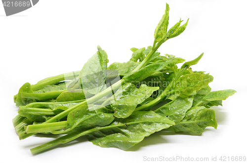 Image of Green Ceylon Spinach