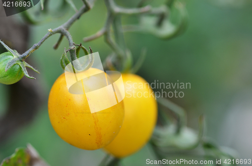 Image of Yellow cherry tomatoes grow in the garden