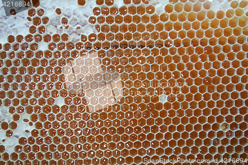 Image of Sweet honey in yellow honeycomb frame