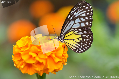Image of Butterfly on orange flower