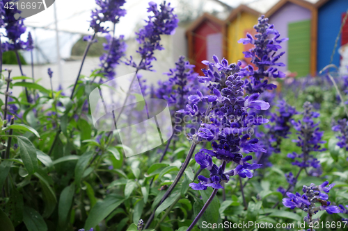 Image of Blooming blue bugleweeds Ajuga