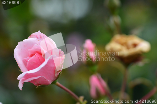 Image of Pink rose flower